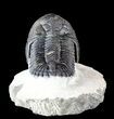 Aesthetic, Hollardops Trilobite - Great Eyes #57778-5